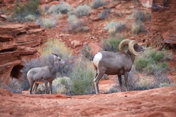 desert bighorn sheep - bighorn sheep sheep desert mojave desert imagens e fotografias de stock