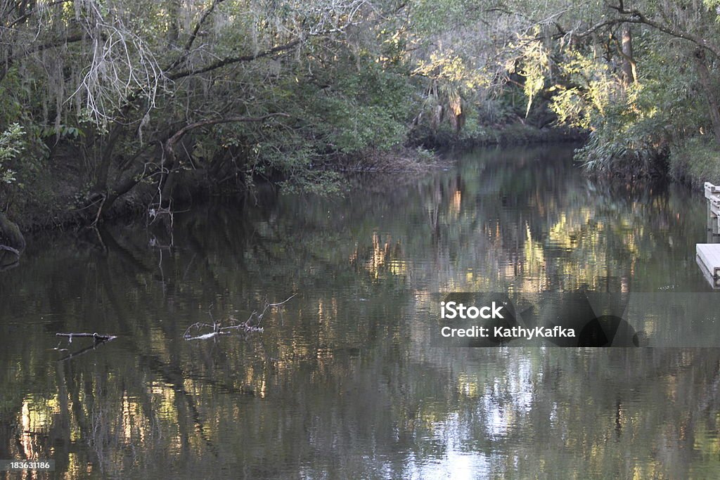 Lithia Springs State Park, en Floride - Photo de Arbre libre de droits