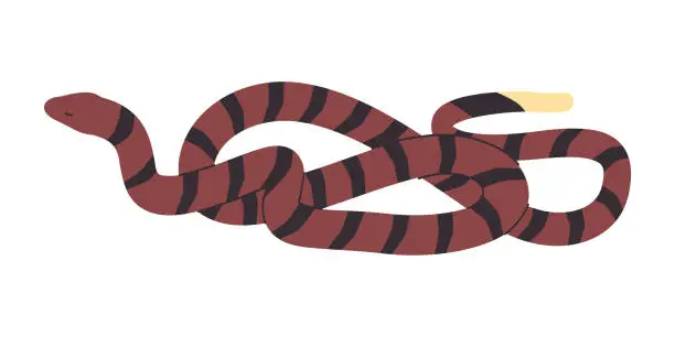 Vector illustration of brown and striped black color snake wild nature reptile animal dangerous venomous predator creature