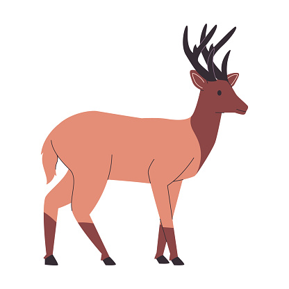 brown color rocky mountain elk or deer wild nature animal with big horns mammal herbivores creature vector