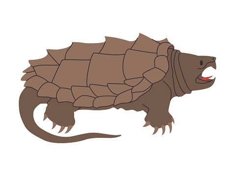 alligator or common snapping turtle wild reptile animal with mouth sharp tooth danger predator creature vector