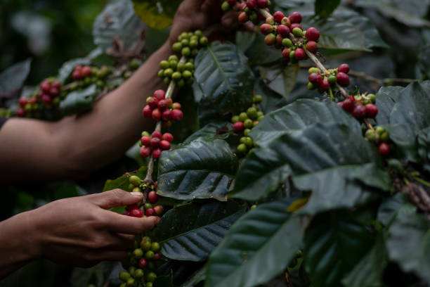 istock Coffee farmer picking ripe cherry beans 1836326094