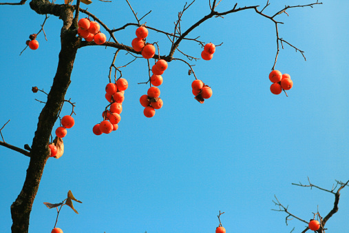 Close-up of clusters of persimmons hanging on a tree.