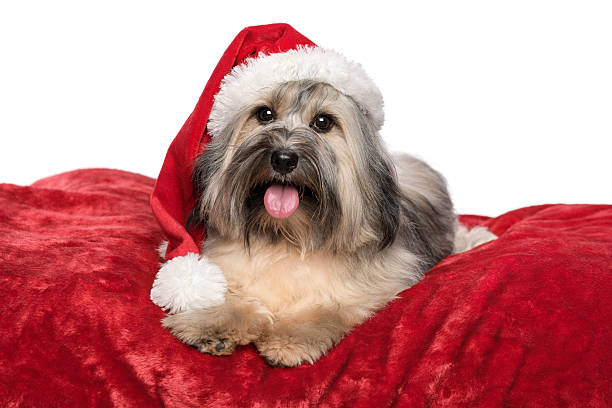 istock Cute Christmas dog with Santa hat on a red blanket 183633970