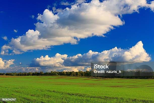 Campo Bonito - Fotografias de stock e mais imagens de Agricultura - Agricultura, Ajardinado, Amanhecer