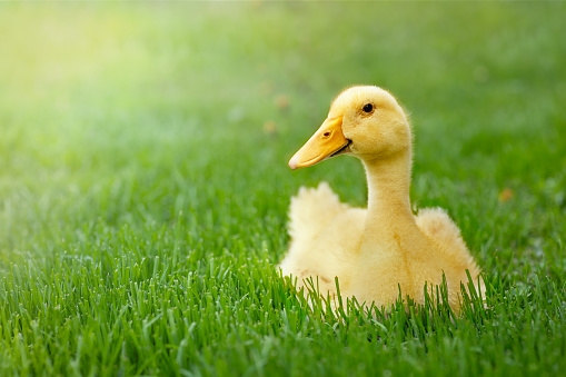 a grown-up yellow duckling in the green grass