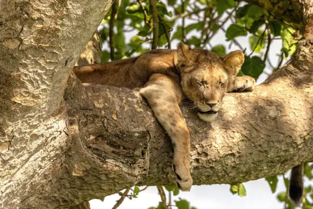 Photo of Juvenile lion sleeping in a tree. The Ishasha sector of Queen Elizabeth National Park is famed for the tree climbing lions, who climb to escape heat and insects, and have a clear vantage point. Uganda