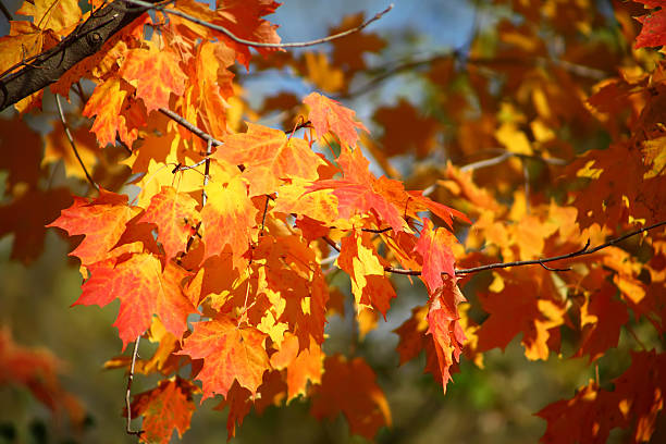 赤とオレンジ色のメープルの葉に、木の枝 - leaf toronto autumn maple tree ストックフォトと画像