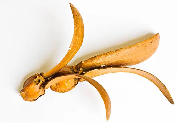 Two-winged fruit of Dipterocarpus isolated on white background