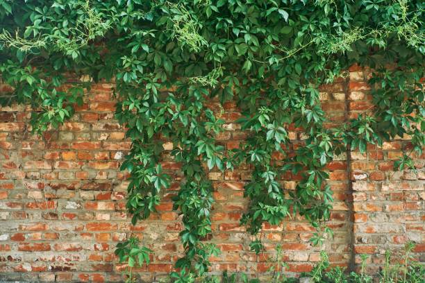 istock The Green Creeper Plant on a brick wall. Background. 1836393515