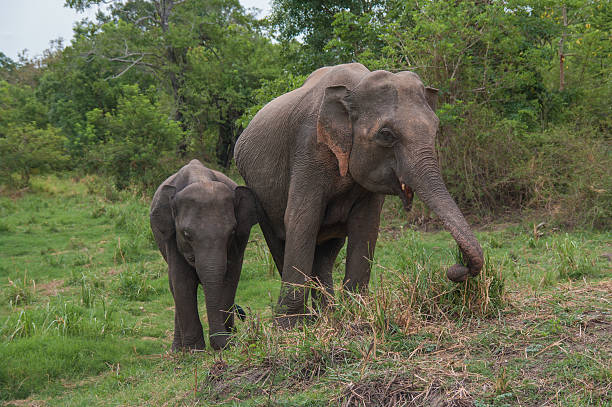 istock Baby elephant and mother eating grass 183639434