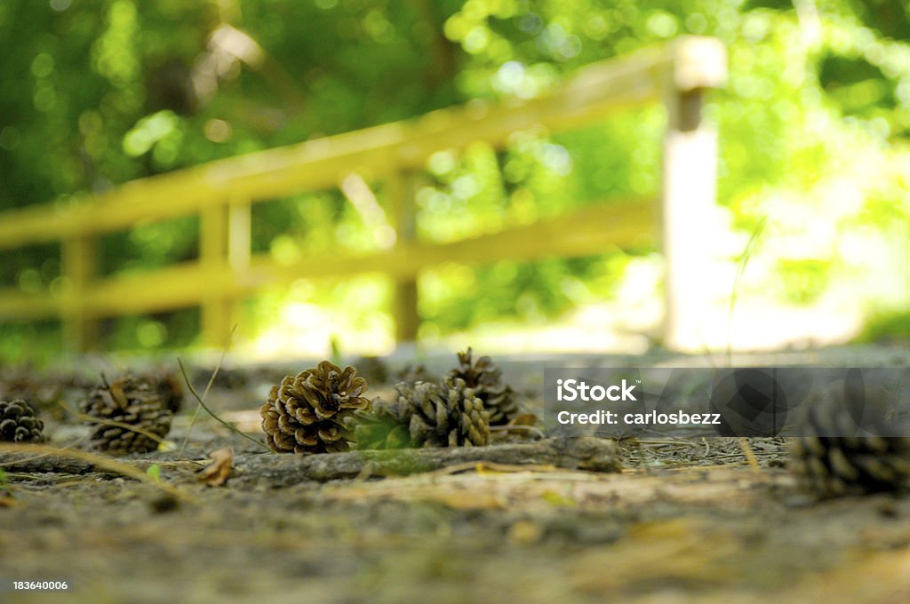 pine on the way cones fall events in the path of the park Autumn Stock Photo