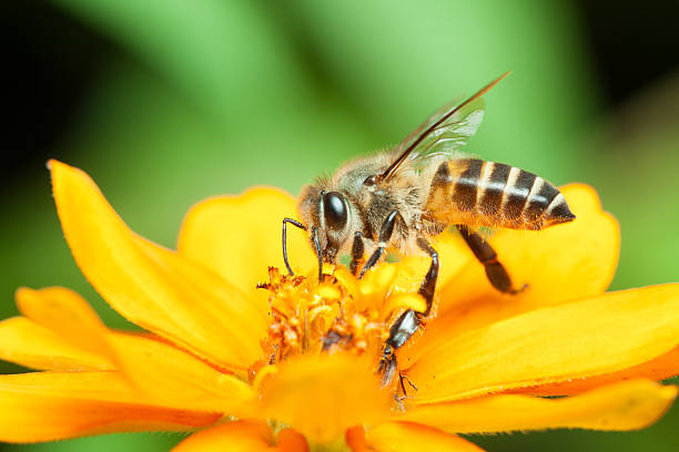 macro dell'ape domestica mangiando nettare - insect animal eye flower flower head foto e immagini stock