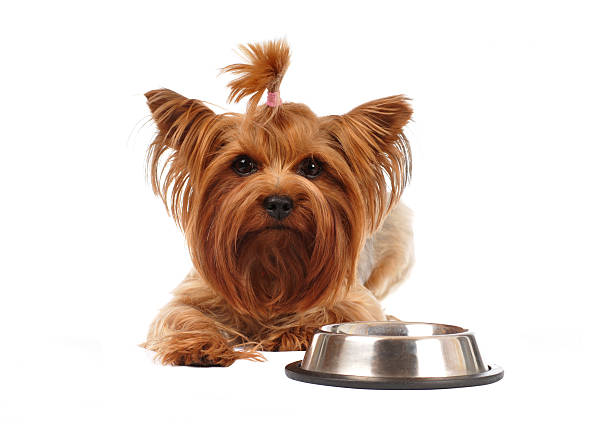 istock Yorkshire terrier portrait isolated on white 183640272