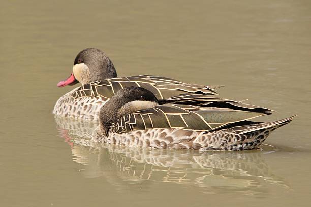 istock Red-billed Teal - Wild Bird Background, African Duck 183642456