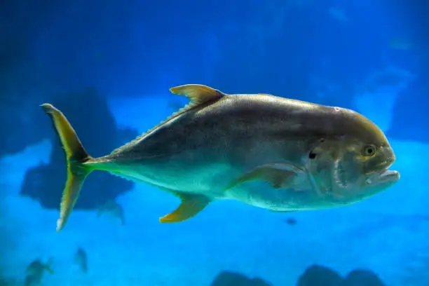 The crevalle jack (Caranx hippos), also known as the common jack, black-tailed trevally, couvalli jack, black cavalli, jack crevale, or yellow cavalli