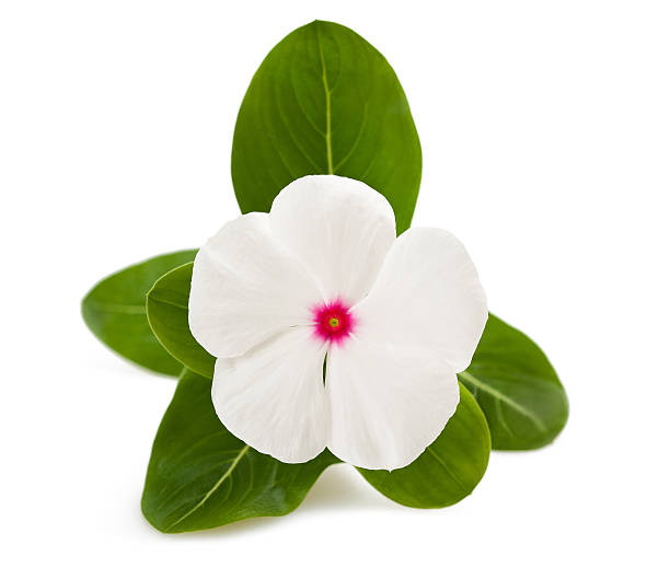 periwinkle periwinkle flower isolated on white catharanthus roseus stock pictures, royalty-free photos & images