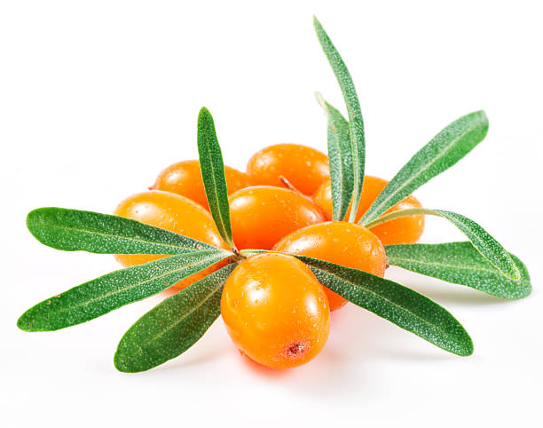Sea buckthorn isolated on the white Sea buckthorn isolated on the white frangula alnus stock pictures, royalty-free photos & images
