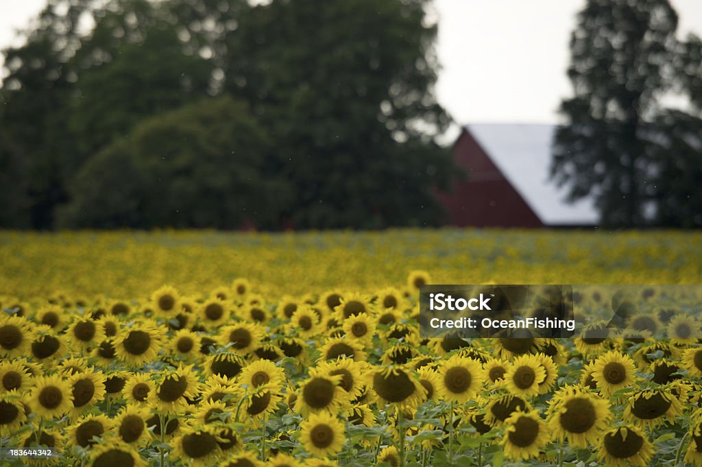 sunflowe - Royalty-free Agricultura Foto de stock