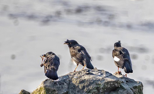 three black birds standing on a rock, in the style of candid moments captured, soggy, paleocore, jesper ejsing, light purple and dark gold, stark black and white, darkly comedic