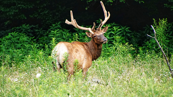 Elks in Great Smoky Mountains National Park. Wildlife watching. large elks with antlers/horns.
