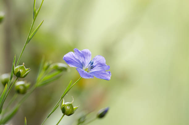 istock Blue flax blossom in close up over blurred background 1836522624