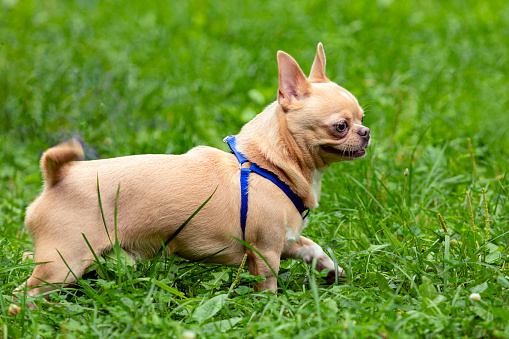 Chihuahua is one of the smallest dog breeds, named after the Mexican state of Chihuahua.