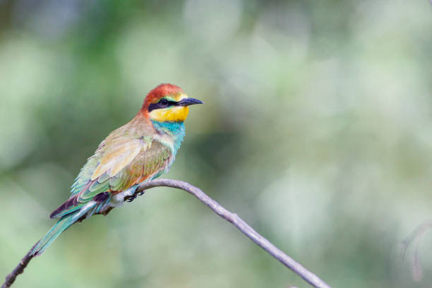 istock European Bee-eater sitting on a stick 1836555190