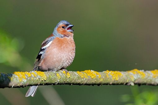 The male bird has a strong voice and sings from exposed perches to attract a mate.