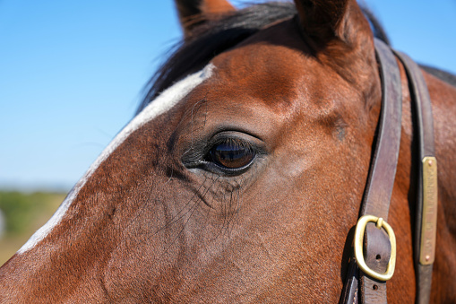 Close up of the head and big brown eye of a beautiful thoroughbred mare in Kentucky