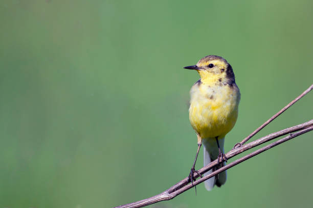 istock Bird Citrine wagtail sits on a branch. 1836567001