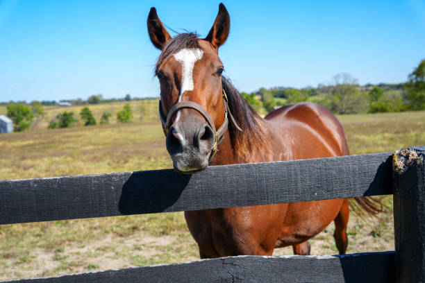 istock Beautiful thoroughbred horse looking at camera 1836585593