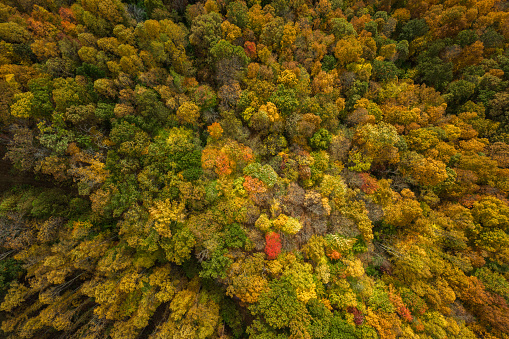 Aerial shot of forested mountains near Frametown, a small town in Braxton County, West Virginia, on a sunny day in Fall.