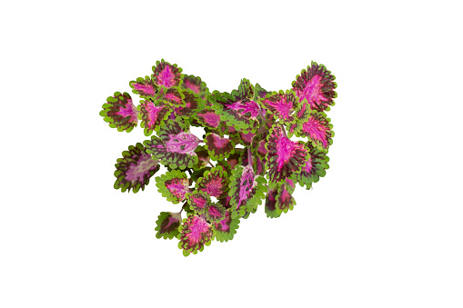 Coleus Forskohlii, Painted Nettle or Plectranthus scutellarioides is a Thai herb isolated on white background included clipping path.