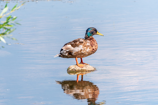 A duck stands on its paws on the shore of a pond. Mallard, lat. Anas platyrhynchos, female