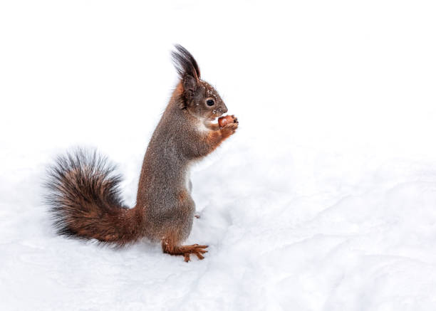 istock little red squirrel standing in snow with nut in paws. 1836623897