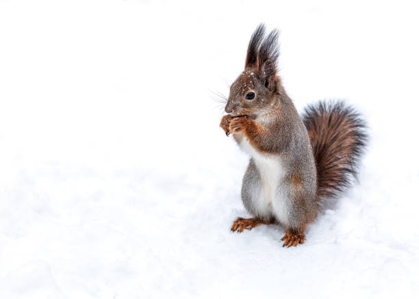 istock hungry red squirrel standing on the snow and eating a hazelnut. 1836625960