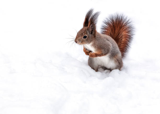 istock red young squirrel standing on snow in winter park and looking to the left. 1836626027