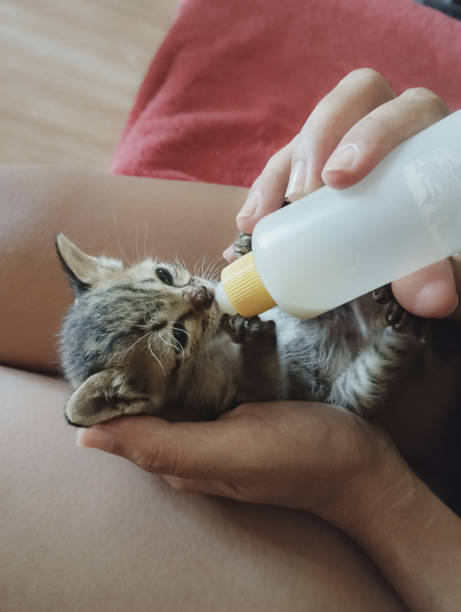 istock A small kitten being bottle-fed by a volunteer 1836662228