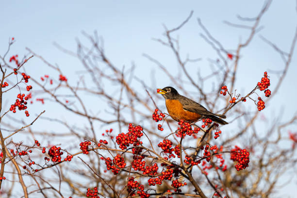 istock American Robin feeding on berries in the fall, Delta, British Columbia, Canada 1836665863