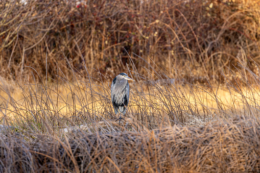 Great Blue Heron resting in a  marsh, Delta, British Columbia, Canada