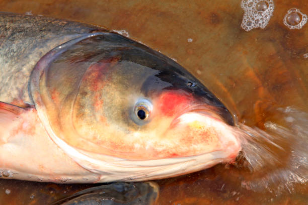 istock silver carp head in metal plate on the market 1836672755