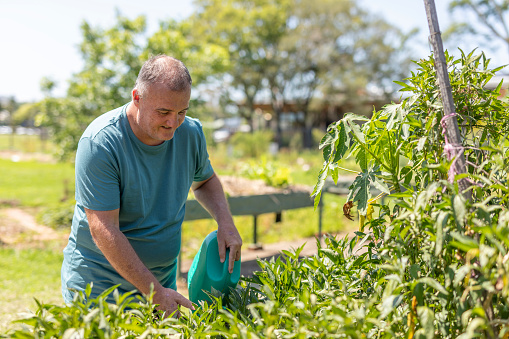 Man watering plants in a community vegetable garden