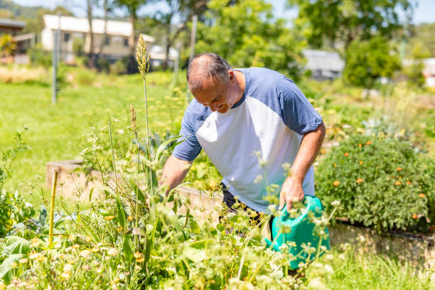 istock Man watering plants in a community vegetable garden 1836674859