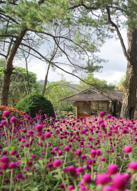 紫色の地球のアマランサスの花畑のある美しい風景 - globe amaranth ストックフォトと画像