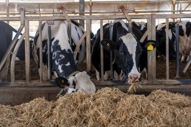 istock Black and white cow farm eating straw 1836732852