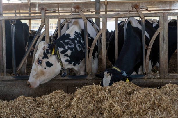 istock Black and white cow farm eating straw 1836732862