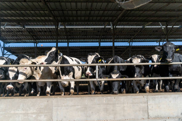 istock A herd of cows in a cage on a farm 1836733397