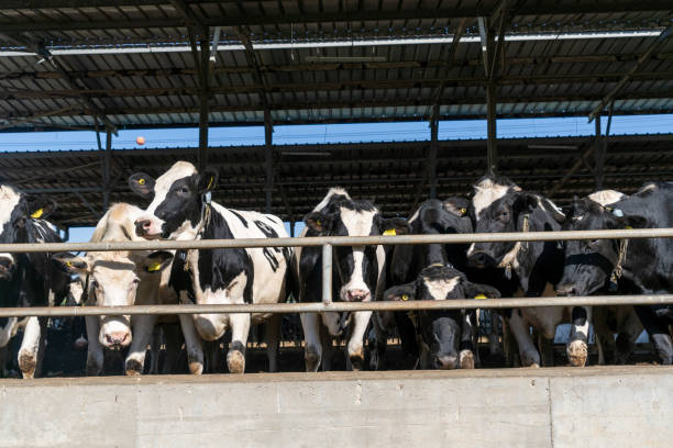 istock A herd of cows in a cage on a farm 1836733401