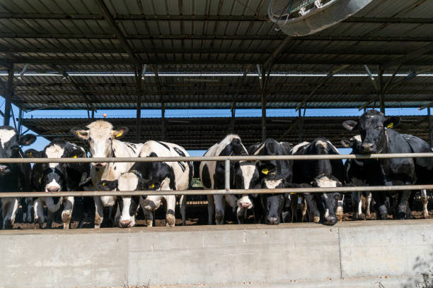 istock A herd of cows in a cage on a farm 1836733406